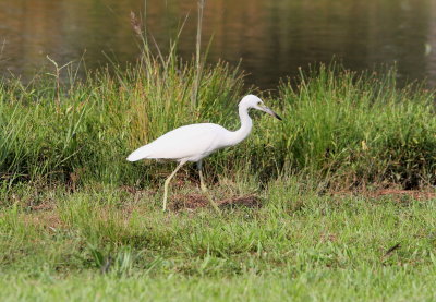 Little Blue Heron