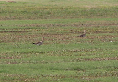 Upland Sandpipers