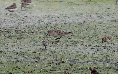 Baird's Sandpiper