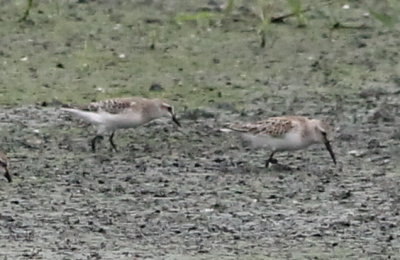 Western Sandpiper