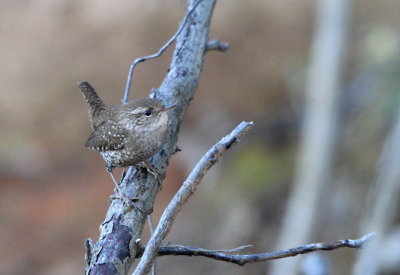 Winter Wren