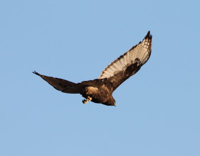 Red-tailed Hawk