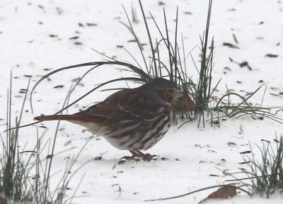 Fox Sparrow