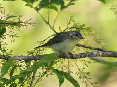 Philadelphia Vireo