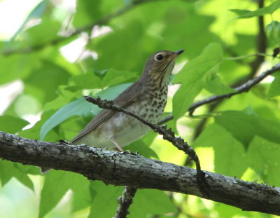Swainson's Thrush