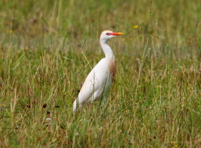 Cattle Egret