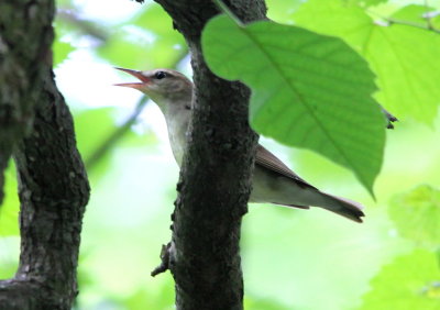 Swainson's Warbler 