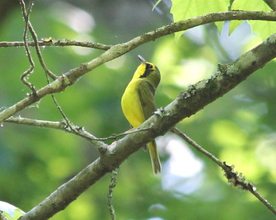 Kentucky Warbler