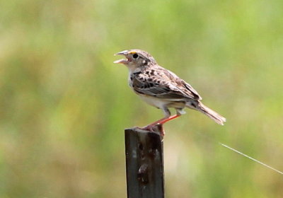 Grasshopper Sparrow