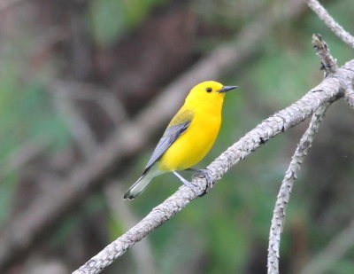 Prothonotary Warbler
