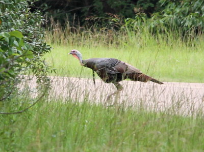 Wild Turkey