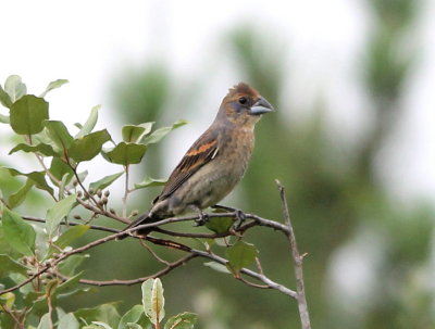 Blue Grosbeak