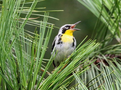 Yellow-throated Warbler 