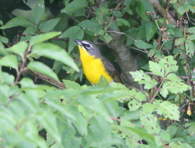 Yellow-breasted Chat
