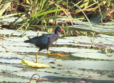 Purple Gallinule