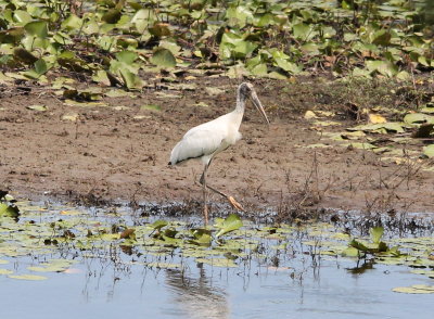 Wood Stork
