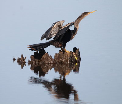 Anhinga