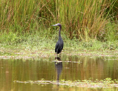 Little Blue Heron