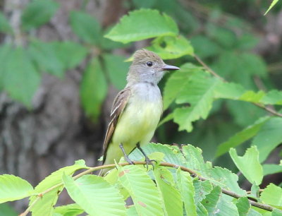 Great Crested Flycatcher