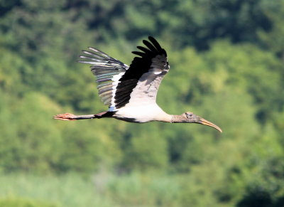 Wood Stork