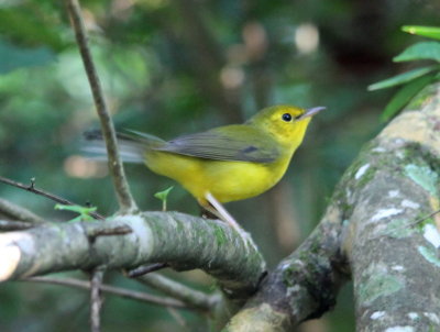 Hooded Warbler - Female