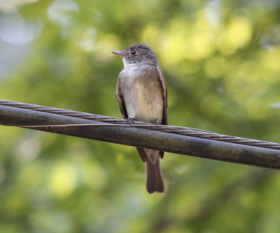 Eastern Wood-Peewee