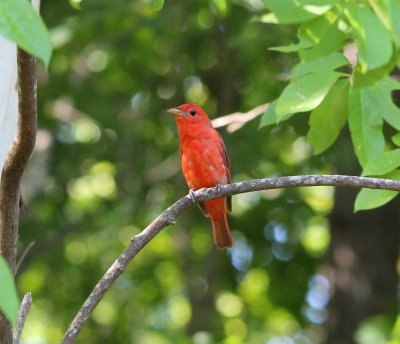 Summer Tanager