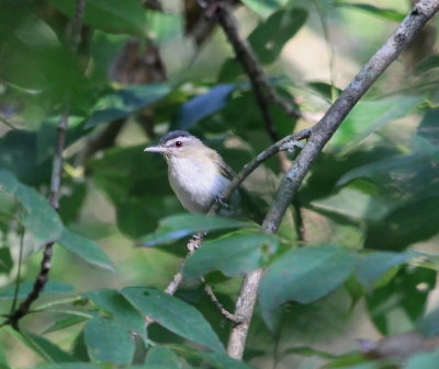Red-eyed Vireo