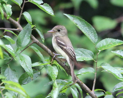 Acadian Flycatcher