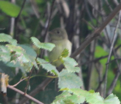 Yellow-bellied Flycatcher