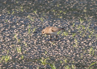 Baird's Sandpiper