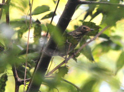 Swainson's Thrush