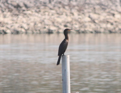 Neotropic Cormorant