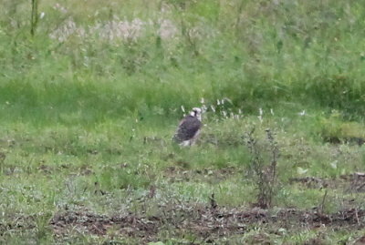 Peregrine Falcon
