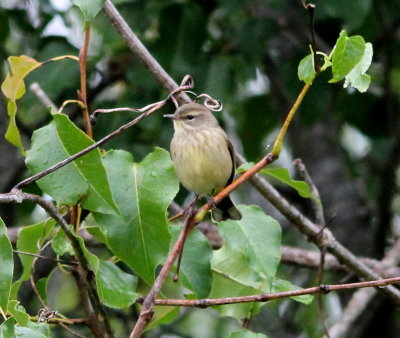 Palm Warbler