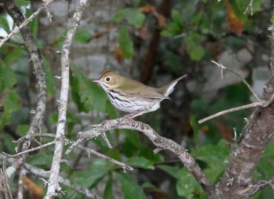 Ovenbird