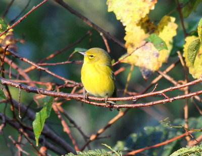 Pine Warbler 