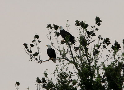 Bald Eagles