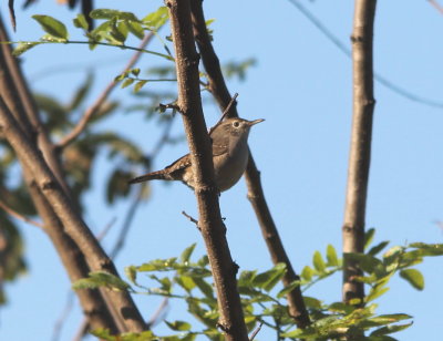 House Wren