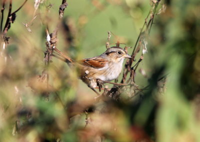 Swamp Sparrow