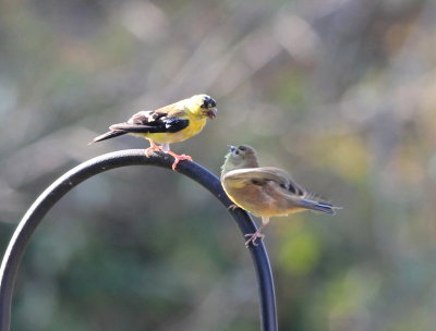 American Goldfinches