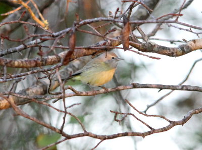 Orange-crowned Warbler