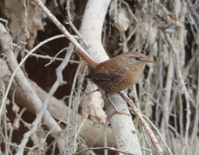 Winter Wren