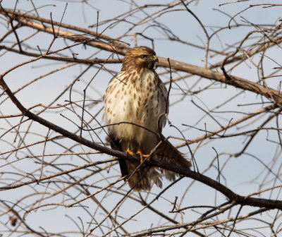 Red-shouldered Hawk