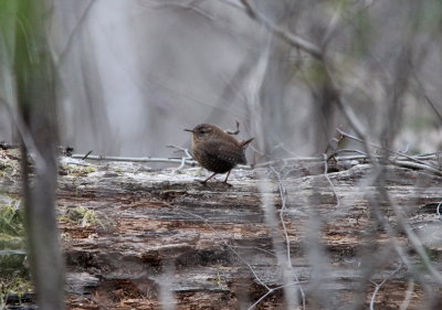 Winter Wren