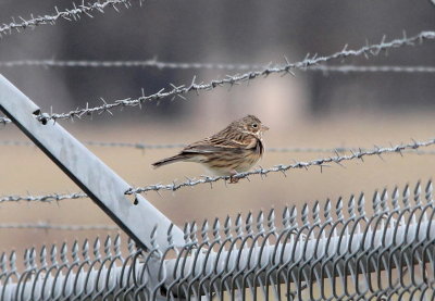Vesper Sparrow