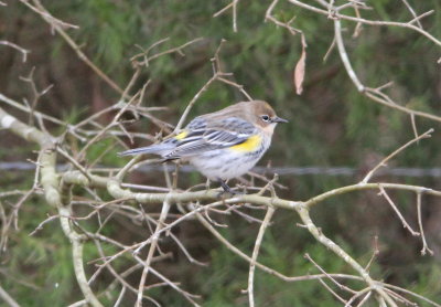 Yellow-rumped Warbler
