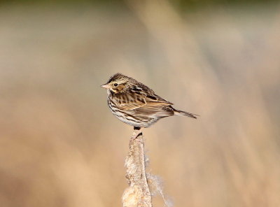 Savannah Sparrow