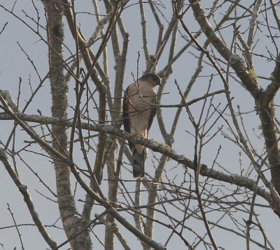 Sharp-shinned Hawk