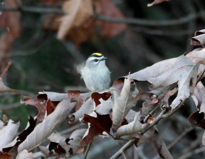 Golden-crowned Kinglet